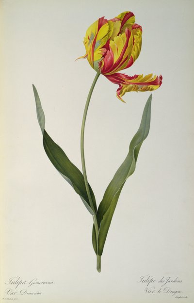 Tulipa gesneriana dracontia, from 